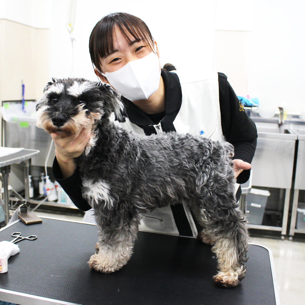 卒業犬ホップちゃん、里帰りトリミング☆